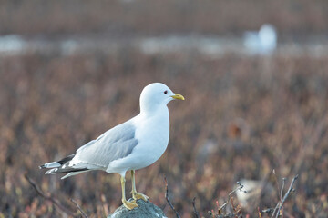 Seagull are sitting on a large stone close up