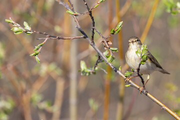 Willow warbler sitting on a tree branch