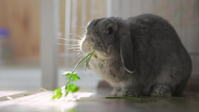 Rabbit nursery. Fluffy cute decorative lop-eared rabbit eats fresh parsley. The pet is sitting on the floor. The concept of pet care.