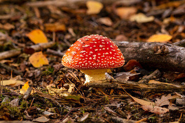 Muchomor  © Magical moments