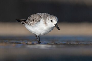 Sanderling