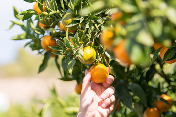 Una mano coge una naranja clementina madura del &aacute;rbol