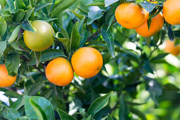 Naranja Clementina madura en el árbol
