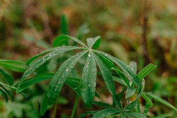 close up of a water on a plant after rain, autunn