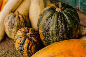 pumpkin on the market