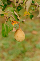 pear on tree
