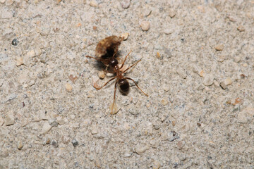 crematogaster scutellaris ant macro photo