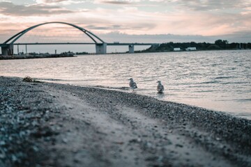 Two gulls on a beach with Fehmarn Sound Bridge in the background at sunset