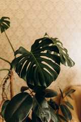 monstera leaf and ficus leaves close-up.