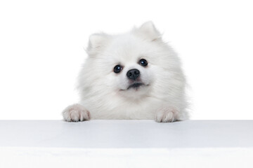 Closeup face of charming fluffy white pomeranian spitz isolated on white background. Concept of...