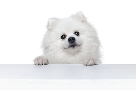 Closeup face of charming fluffy white pomeranian spitz isolated on white background. Concept of breed domestic animal. health care, vet