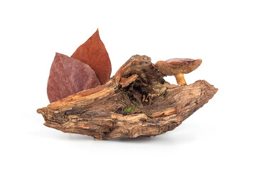 Composition with a log, a mushroom and autumn leaves on a white background, front view. Wooden...