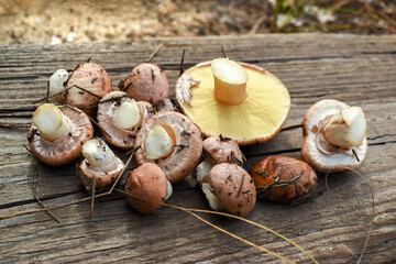 Cut mushrooms (Suillus) lie on a wooden board, close-up