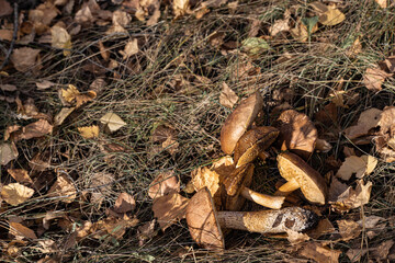 plucked mushroom lies on the grass in the forest