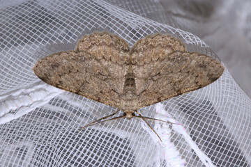 common gray moth insect macro photo
