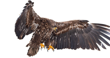 White tailed eagle in flight closeup isolated on white background