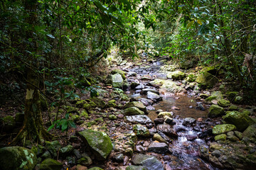 unique flora of the austral rainforest in springbrook national park; jungle in queensland near gold coast and brisbane;