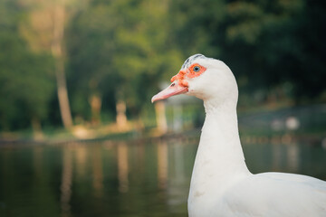 Muscovy duck with red facial skin or spots surrounding the eyes. Livestock duck in the beautiful park garden of Shah Alam Bukit Jelutong Eco Community Park Malaysia