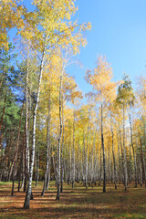 Birch Grove in autumn forest in sunny day in Nature Park 