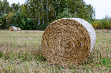 Bundle of straw rolled into a roll, golden straw of wheat on a cloudy field, harvest