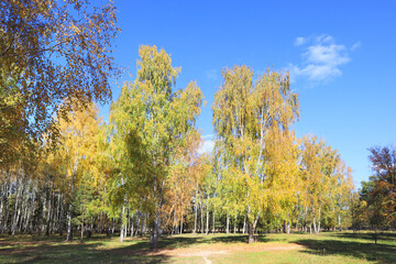 Birch Grove in autumn forest in sunny day in Nature Park "Beremitskoye" in Chernihiv region, Ukraine	