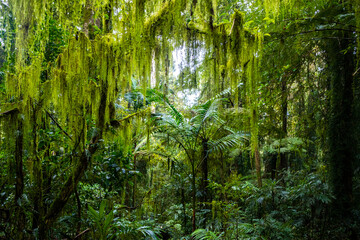 Moss-grown trees in lamington national park in queensland, australia; Australian rainforest flora, the Australian jungle and its plants