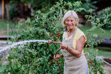 Senior woman in garden at home watering vegetables.