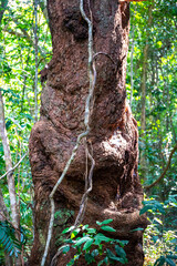 unique flora in the daintree rainforest, queensland, australia; tropical jungle in australia, bush with dense vegetation