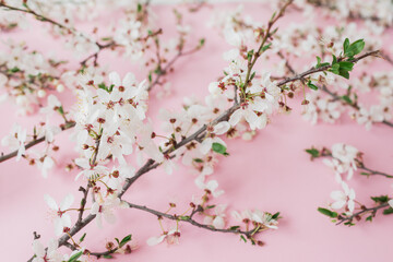 Branches with spring flowers on pink background. Flat lay,