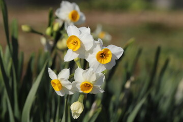 日本の冬の庭に咲くフサザキスイセンの花