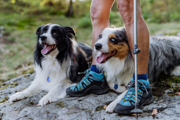 Dogs lying at the owner feet, resting during walk in forest.