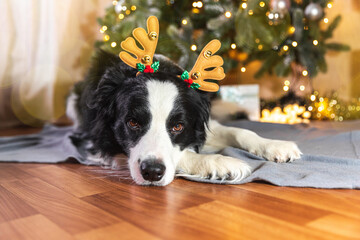 Funny cute puppy dog border collie wearing Christmas costume deer horns hat lying down near...