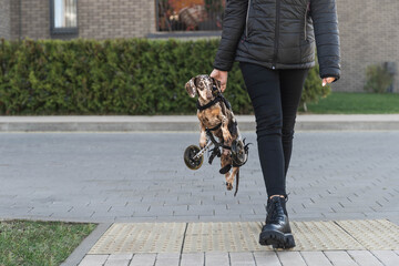 Woman carries a disabled dog across the street