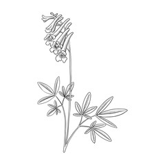 vector drawing flower of Chinese poppy of Yan Hu Sou, Corydalis yanhusuo, herb of traditional chinese medicine, hand drawn illustration