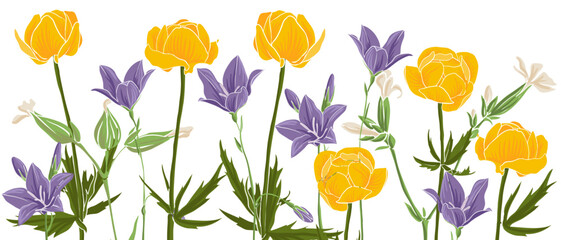 spring wild flowers, yellow globeflowers and blue bells, vector drawing wild plants at white background, flowering meadow , hand drawn botanical illustration