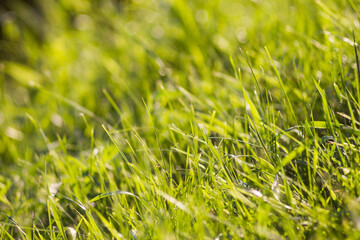 Close-up green and yellow lush grass photographed in the backlight as a result of which the un shines from ground level with the bokeh circles  in the background