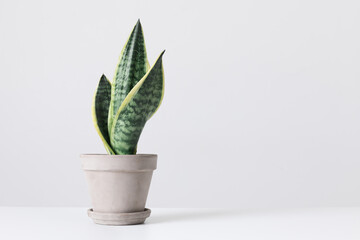 Plant in a grey pot on a table