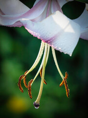 Pistil and stamens of blooming white-pink lily with dew drops