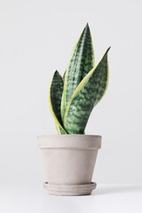Plant in a grey pot