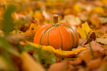 Naklejka na ściany i meble Pumpkin on foliage autumn background.