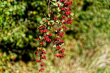 Red Autumn Berries