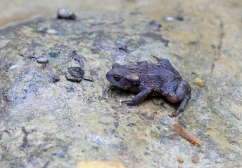 Young toad Bufo bufo on the rocks in the autumn forest
