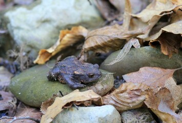 Young toad Bufo bufo on the rocks in the autumn forest
