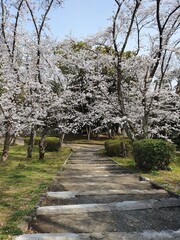 Cherry blossom in Japan