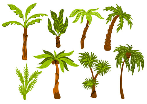 Palm trees. Decorative tropical trees with different shapes leaves, botanical exotic plants, jungle coconuts, miami beach flora, subtropical climate, swanky vector cartoon flat set