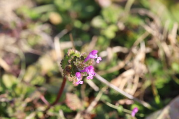 日本の春の野原に咲くピンク色のホトケノザの花