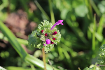 日本の春の野原に咲くピンク色のホトケノザの花