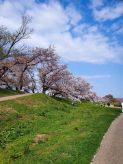 Obraz premium Cherry blossom in Japan