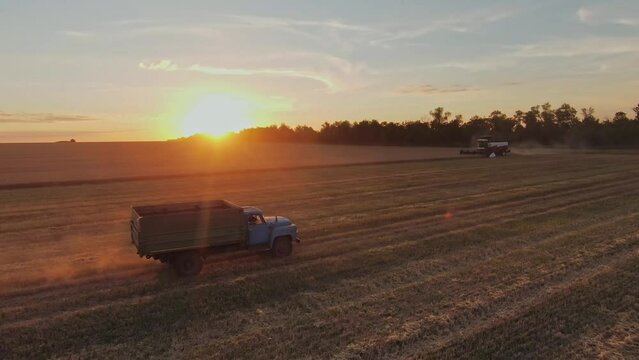 agriculture. retro truck carries a wheat grain harvested across the field at sunset. business agriculture concept. retro truck in agriculture carries harvested wheat. agriculture wheat sun concept