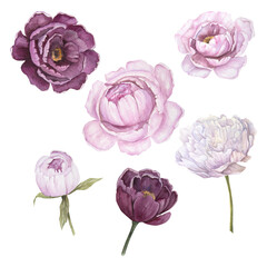 Watercolor illustration of pink peony flower set isolated